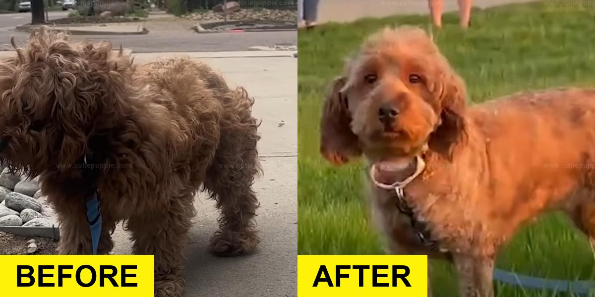 Puppy Mill Rescue Transforms Dog’s Life Forever