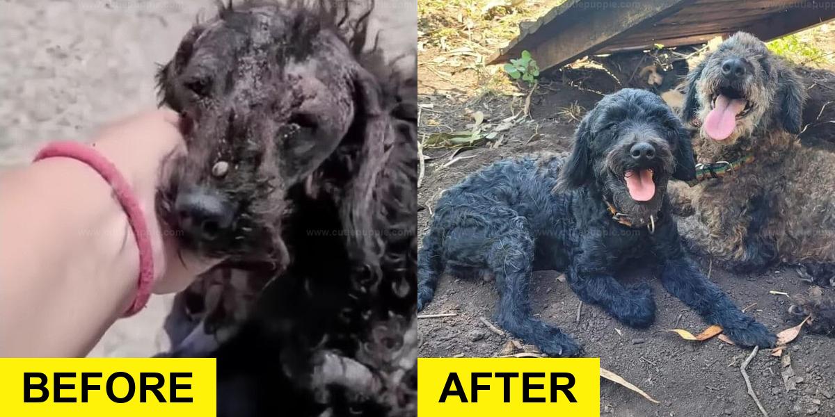 Neglected Puppies Rescued by Team