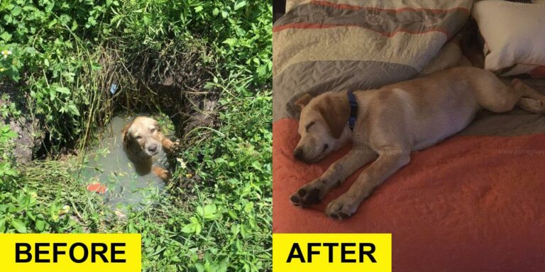 Officer Rescues Puppy from Septic Drain