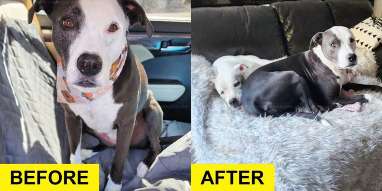 Pit Bull Reunited with Long-Lost Brother After Rescue