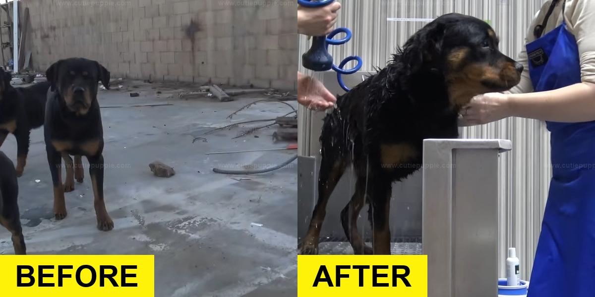 Rottweilers Rescued from Starvation