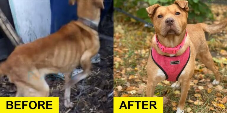 Chained Puppy Smiles at Rescuers