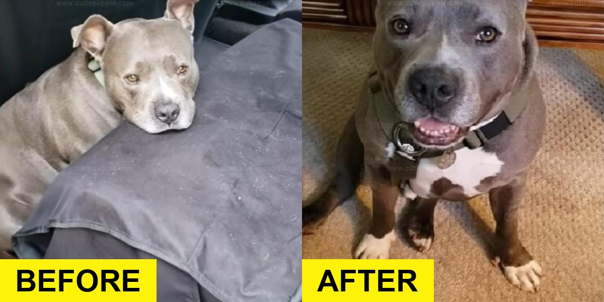 Chained Pittie Finds Freedom