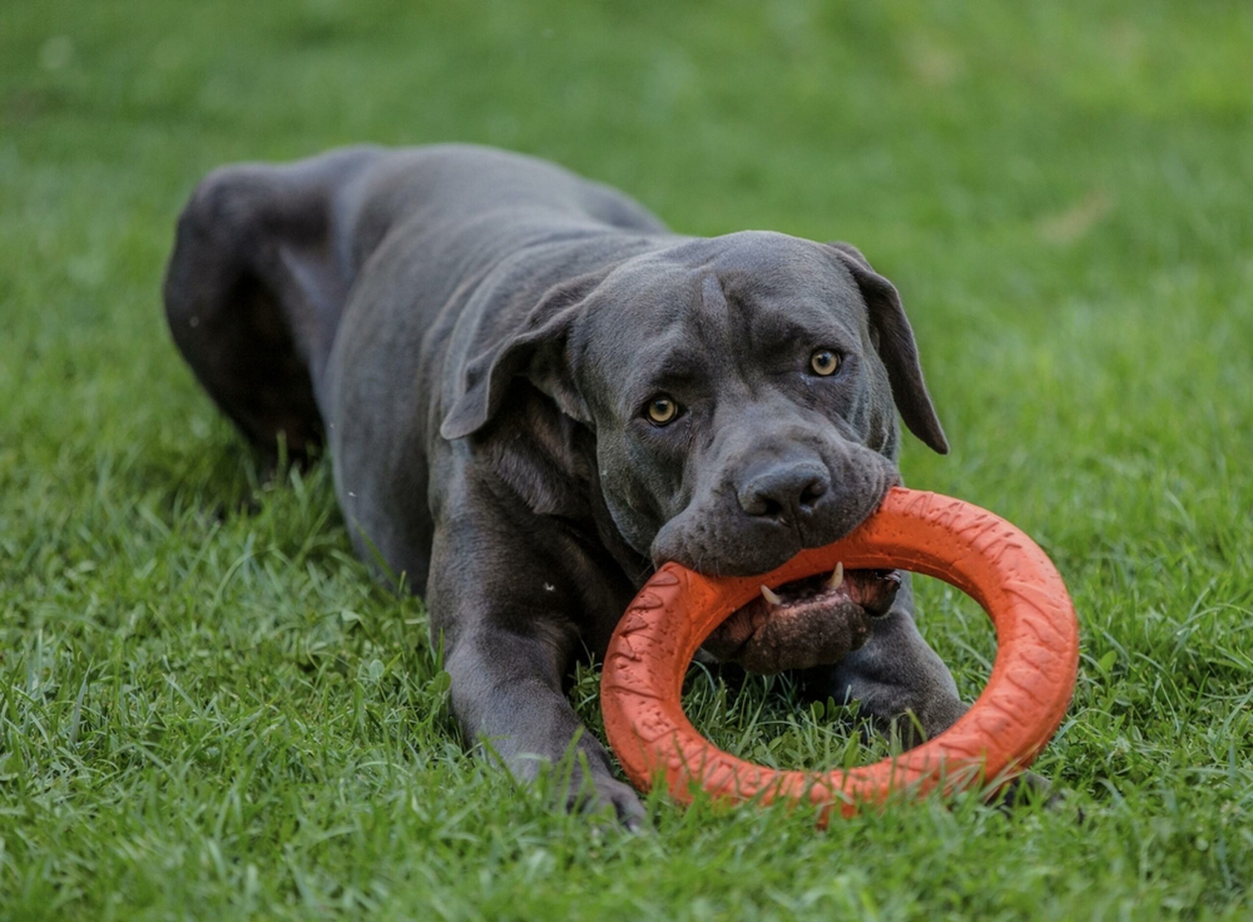 Best Cane Corso Rescues