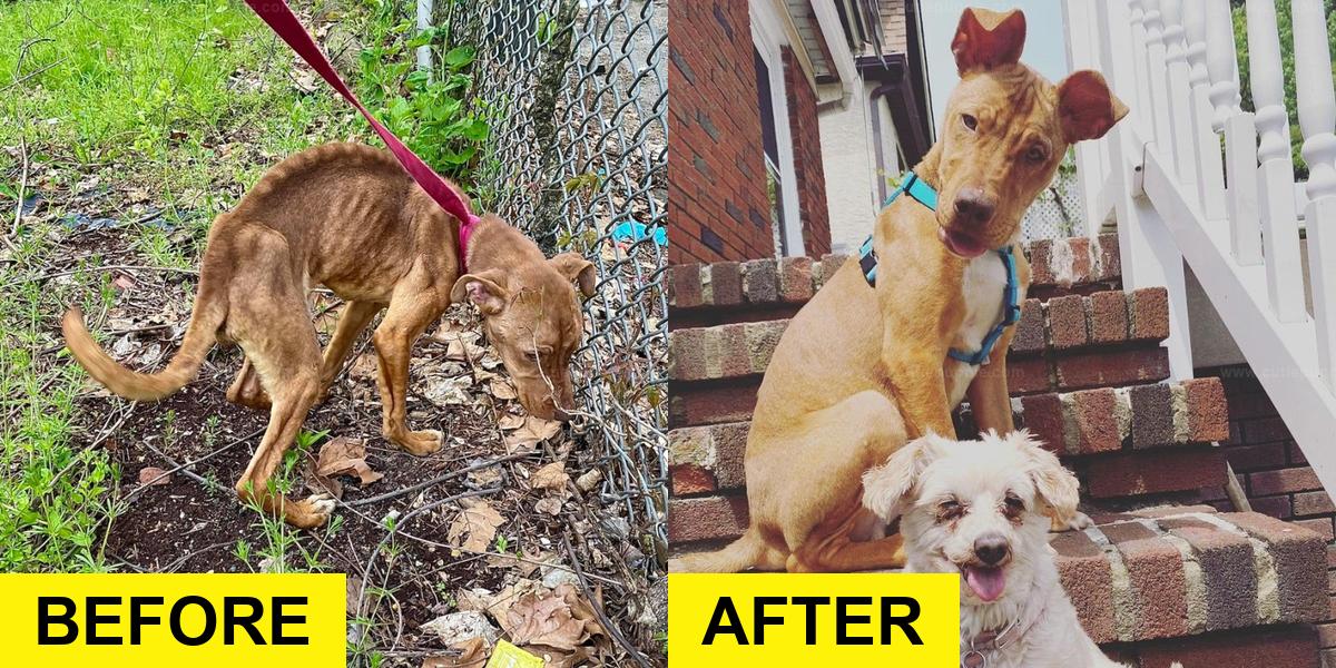 Starving Dog’s Happiness Shines Through After Rescue