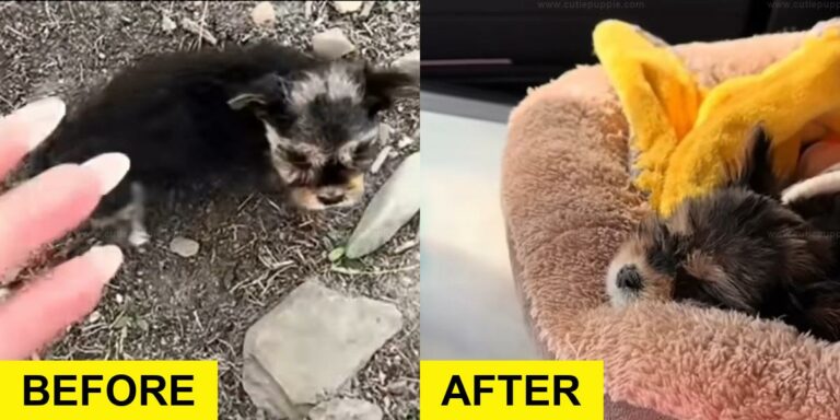 Rescuers Rush to Help Tiny Furry Surprise Found on Road