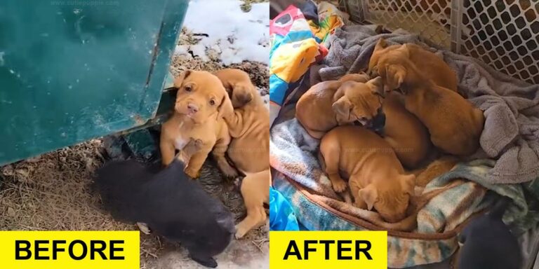 Freezing Puppies Rescued from Dumpster