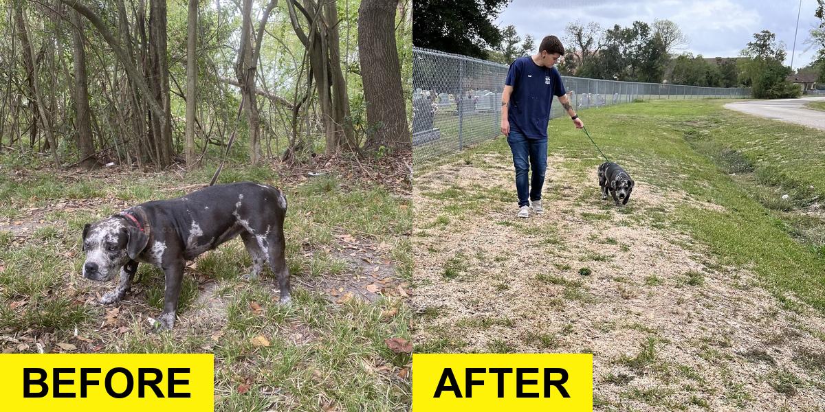 Rescuers Heartbroken by Dog Found Behind Cemetery