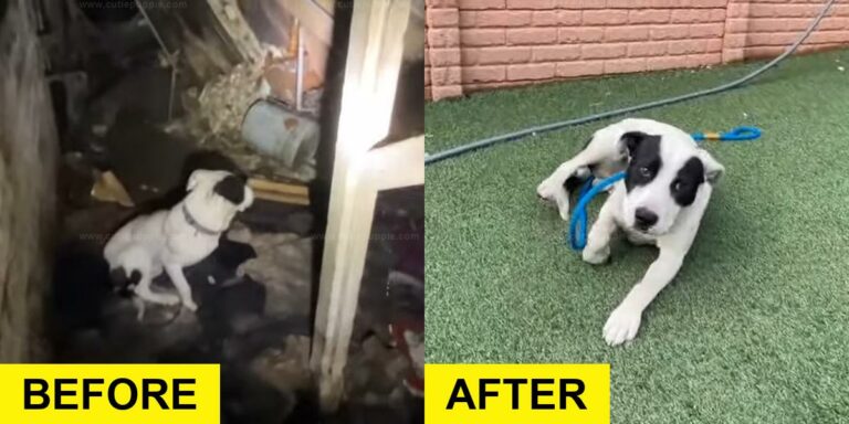 Dog Trapped in Abandoned House Saved by Rescuers