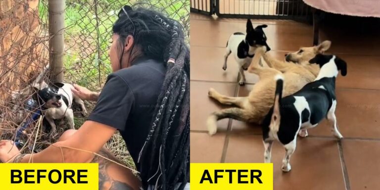 Stray Dog Learns to Trust Humans