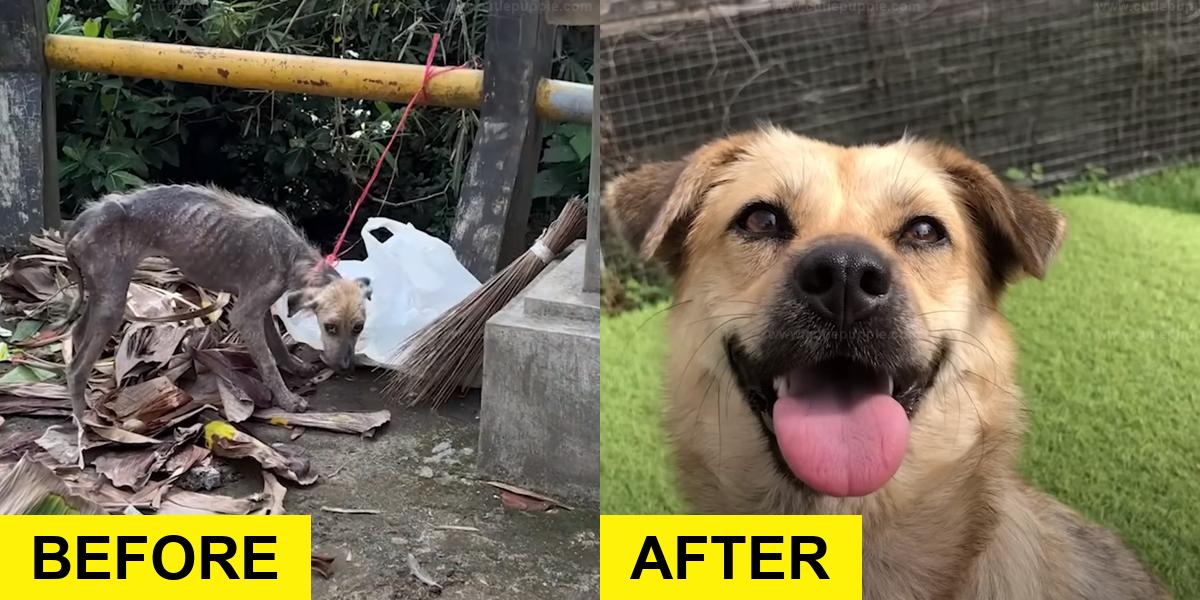 Dog Found Tied to Pole with Trash Bag Rescued