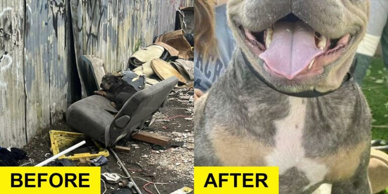 Dog Found on Garbage Pile