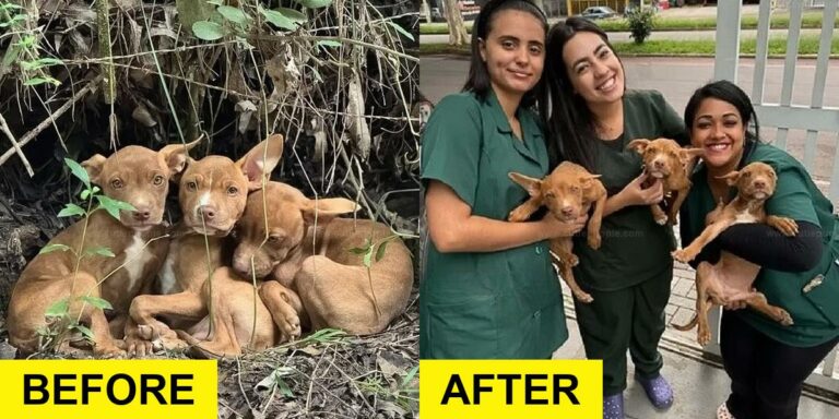 Tiny Pups Rescued in Forest