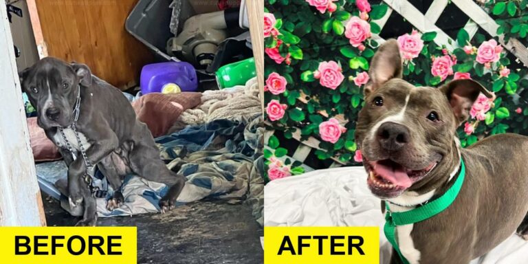 Rescue Dog Arrives at New Home in a Limo After 2 Years in Kennel