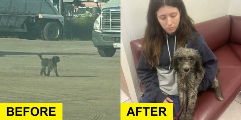 Dog Struggling in Truck Yard Saved