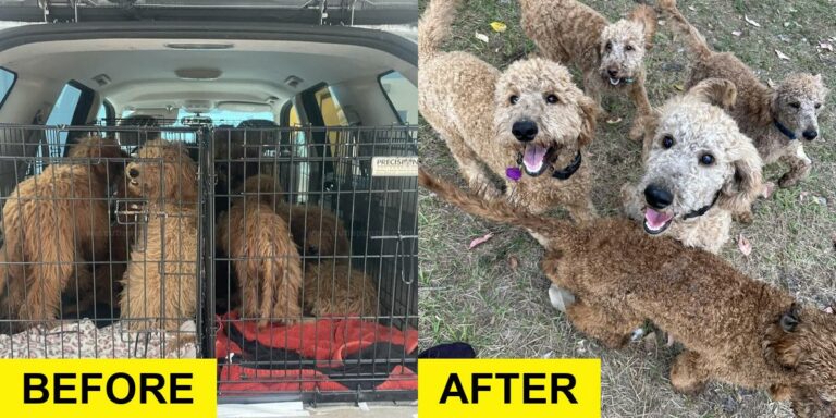 Grooming Saved These Golden Doodle Puppies’ Lives