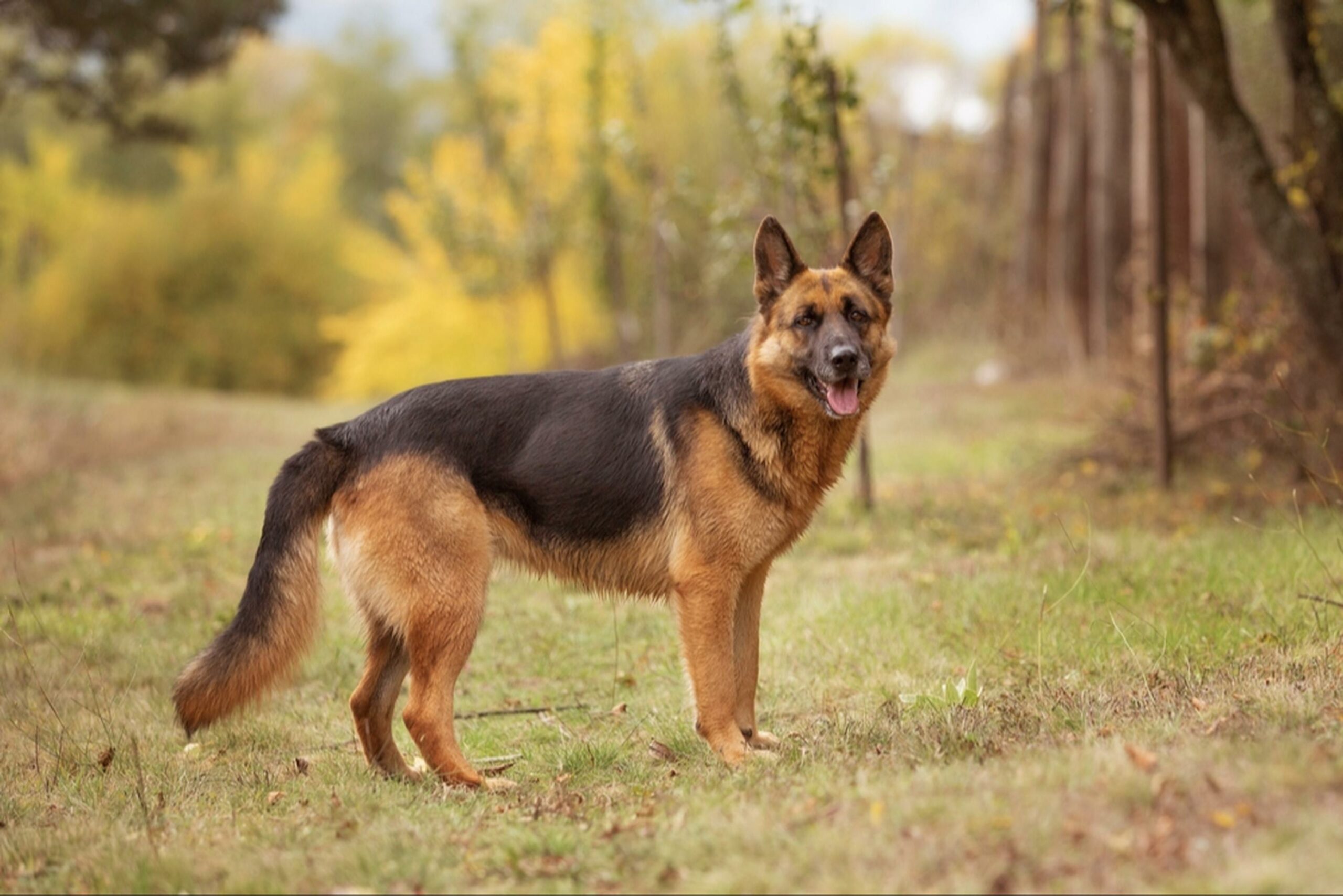 Choice German Shepherd Rescues in Florida