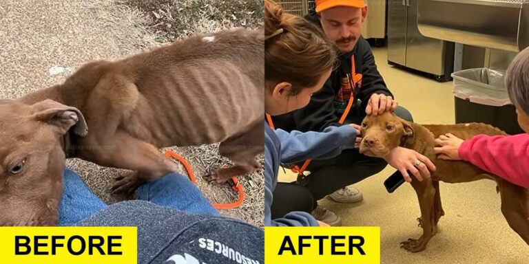 Skinny Stray Dog Gets Rescued