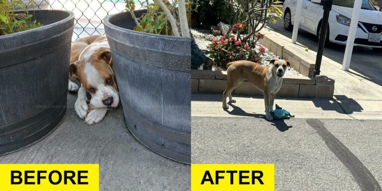 Stray Dog Finds Comfort in Toys