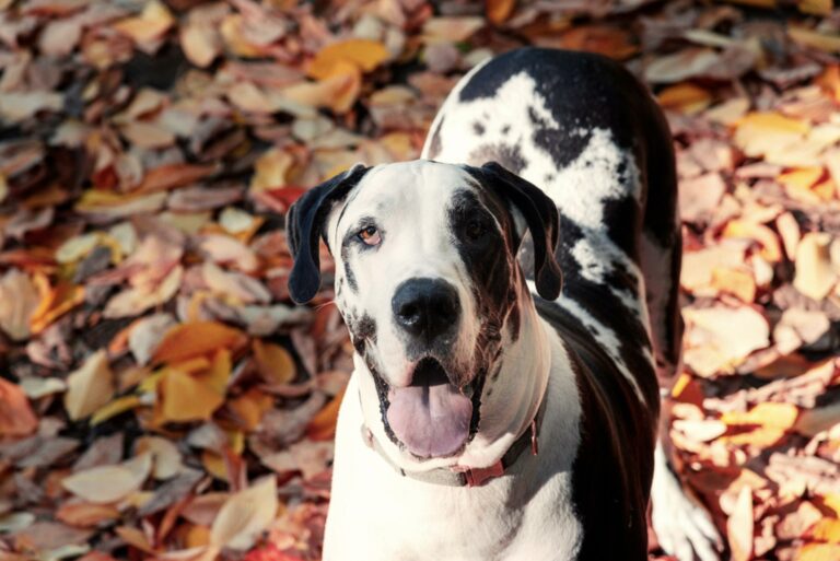 Best Great Dane Rescues in Texas