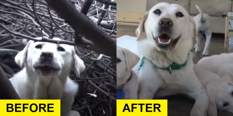 Mama Dog Smiles When Reunited with Her Babies