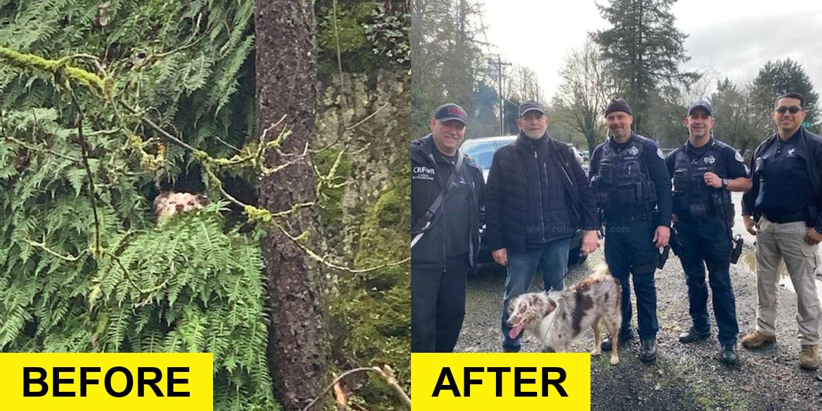 Oregon Rescuers Save Dog Trapped on Cliff