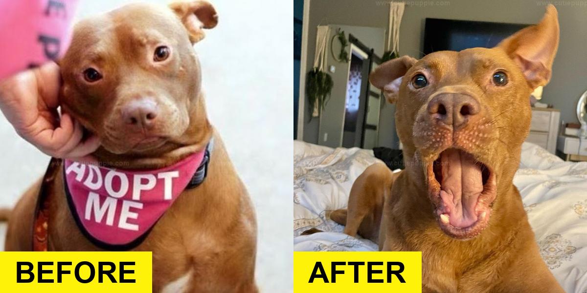 Rescue Pittie Becomes Petfluencer