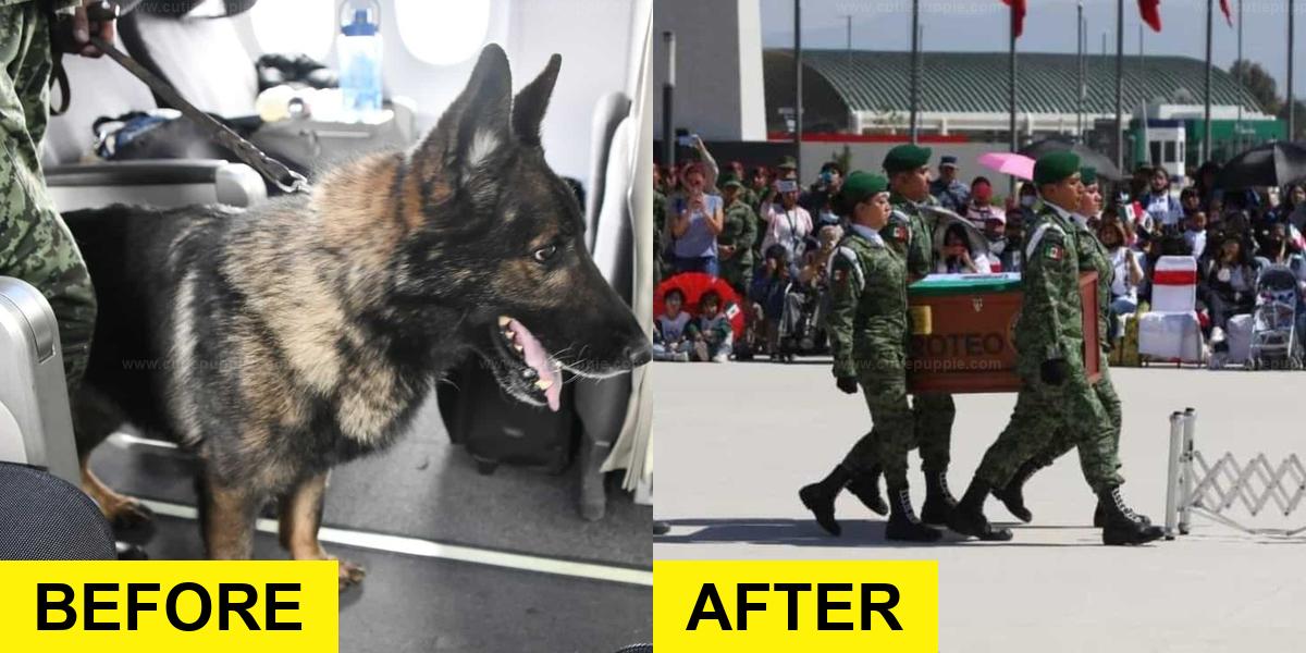 Izmir Mural Honors Proteo, Mexican Rescue Dog