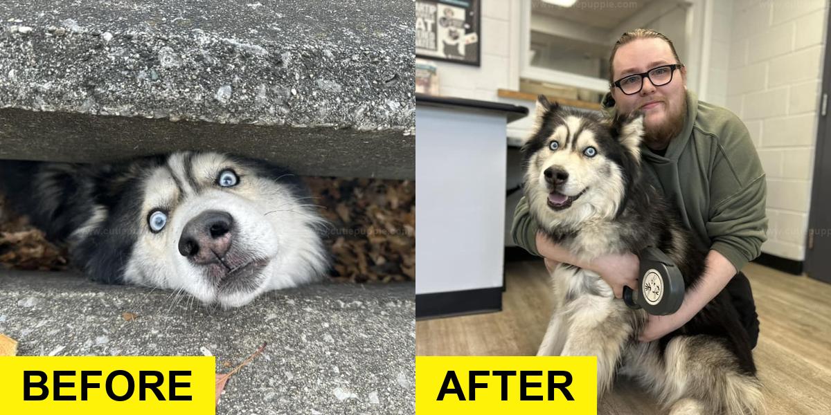 Furry Head in Sewer Sparks Rescue