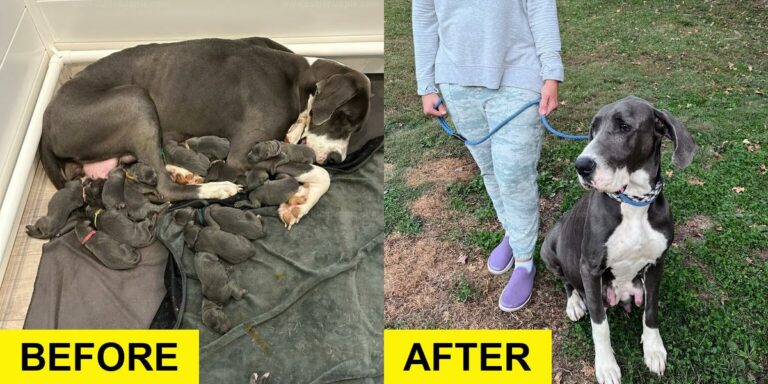 Record-Breaking Great Dane Mom Rescues 15 Puppies