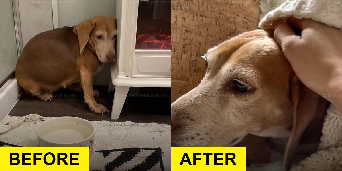 Senior Beagle Rescued After Living Alone in the Wilderness