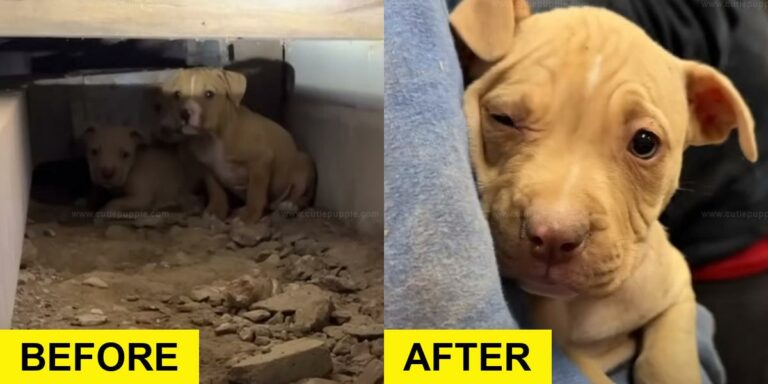 Rescuer Crawls into Tight Space to Save Puppies