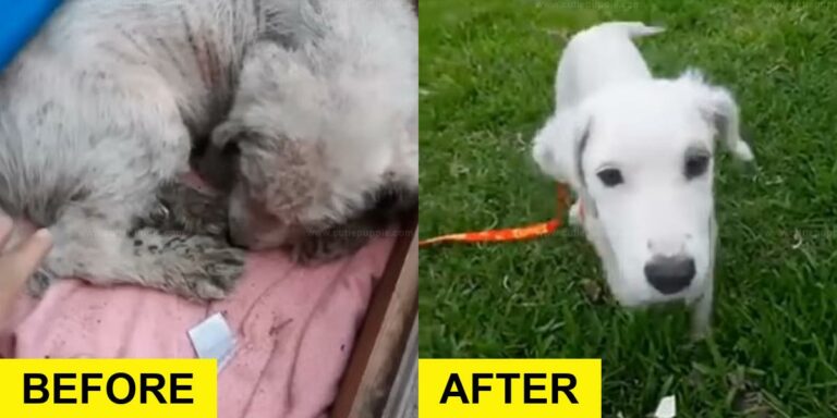 Abandoned Puppy Freezes for Days Before Rescue