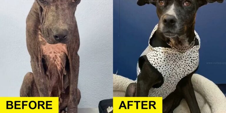 Malnourished Dog Rescued After 8 Years