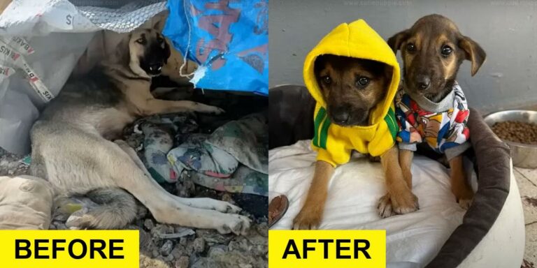 Motionless Mama Dog Rescued