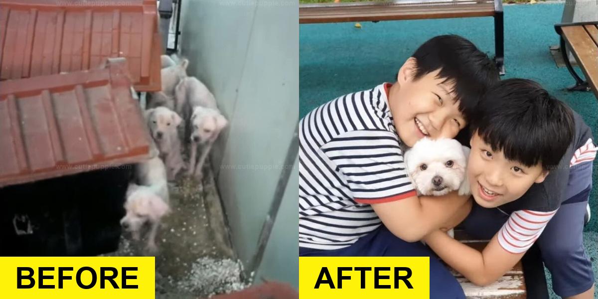 Breeding Facility Dogs Finally Find Happiness