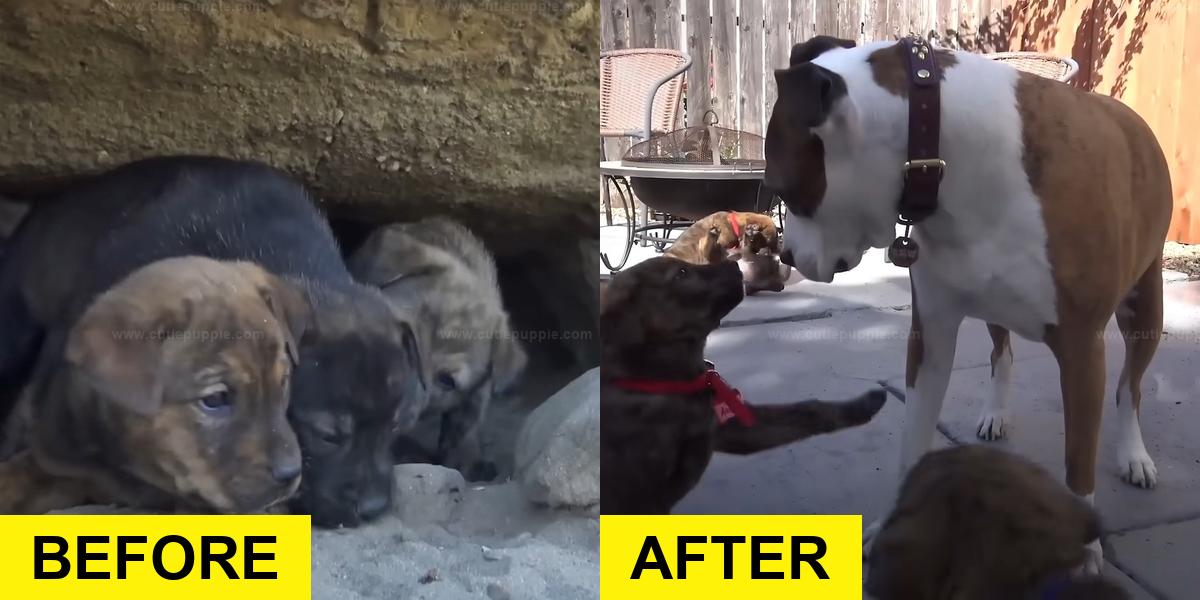 Shy Puppies Overcome Fear After Rescue