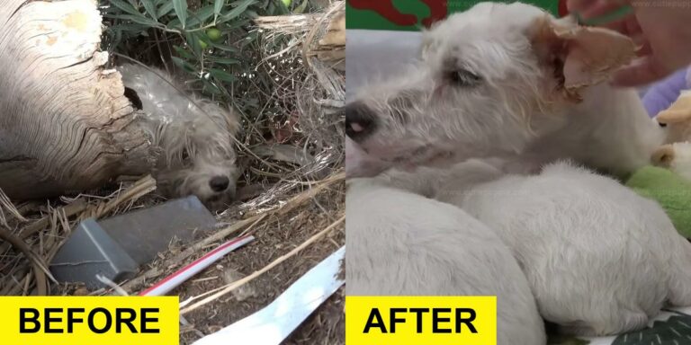 Rescuers Save Scared Mama Dog in Small Town