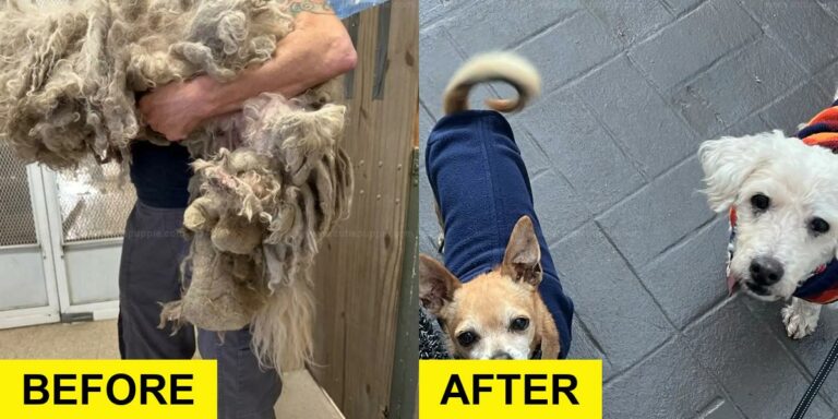 Severely Matted Dog Transforms After Rescue