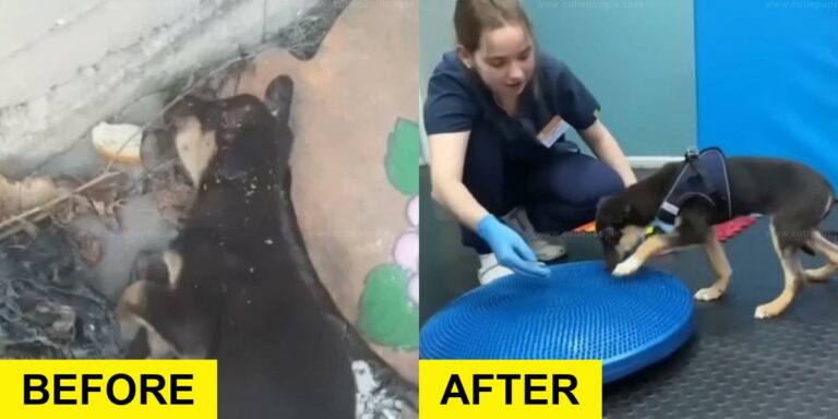 Injured Puppy Rescued Near Trash Can