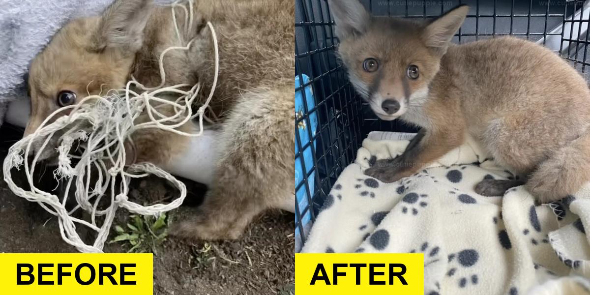 Fluffy Cub Freed from Soccer Net