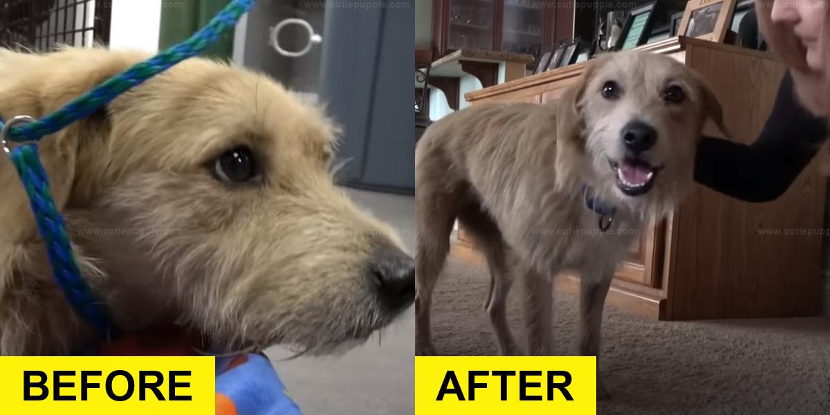 Stray Dog Rescued Just Before Major Storm Hits