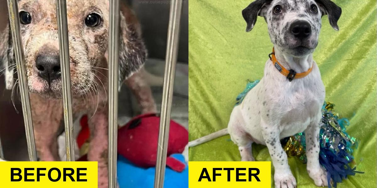 Hairless Puppy Transforms Completely After Rescue