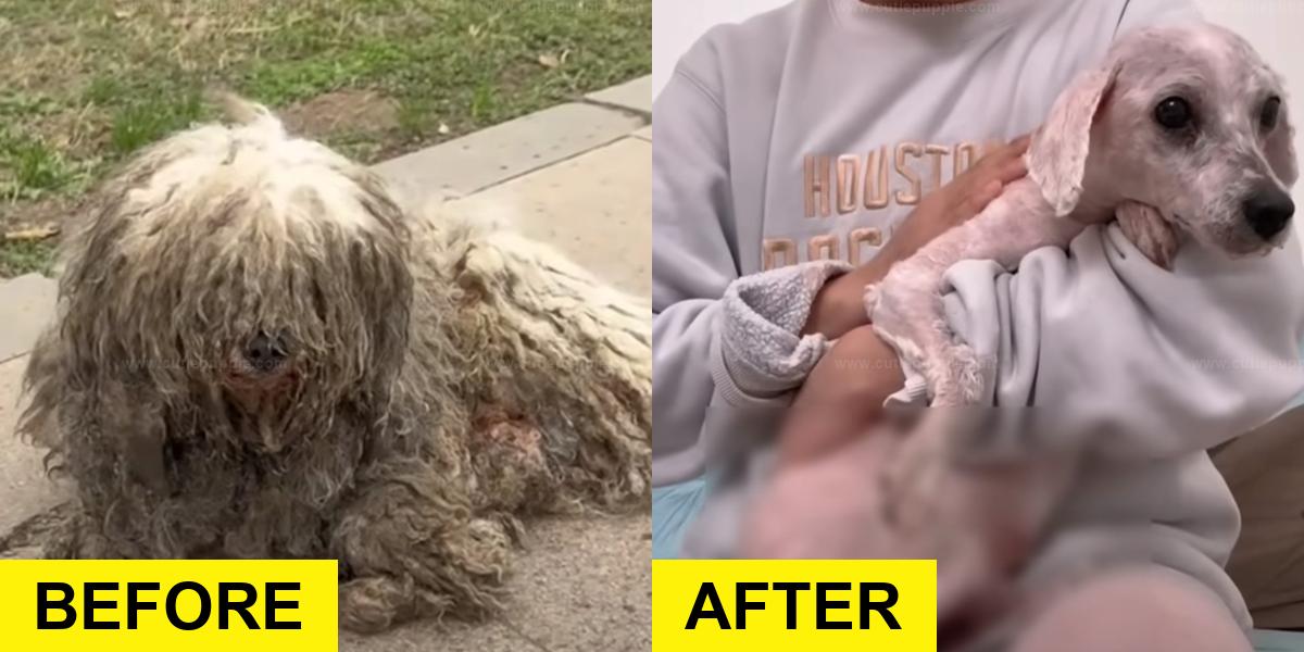 Injured Pup Found Motionless on Street