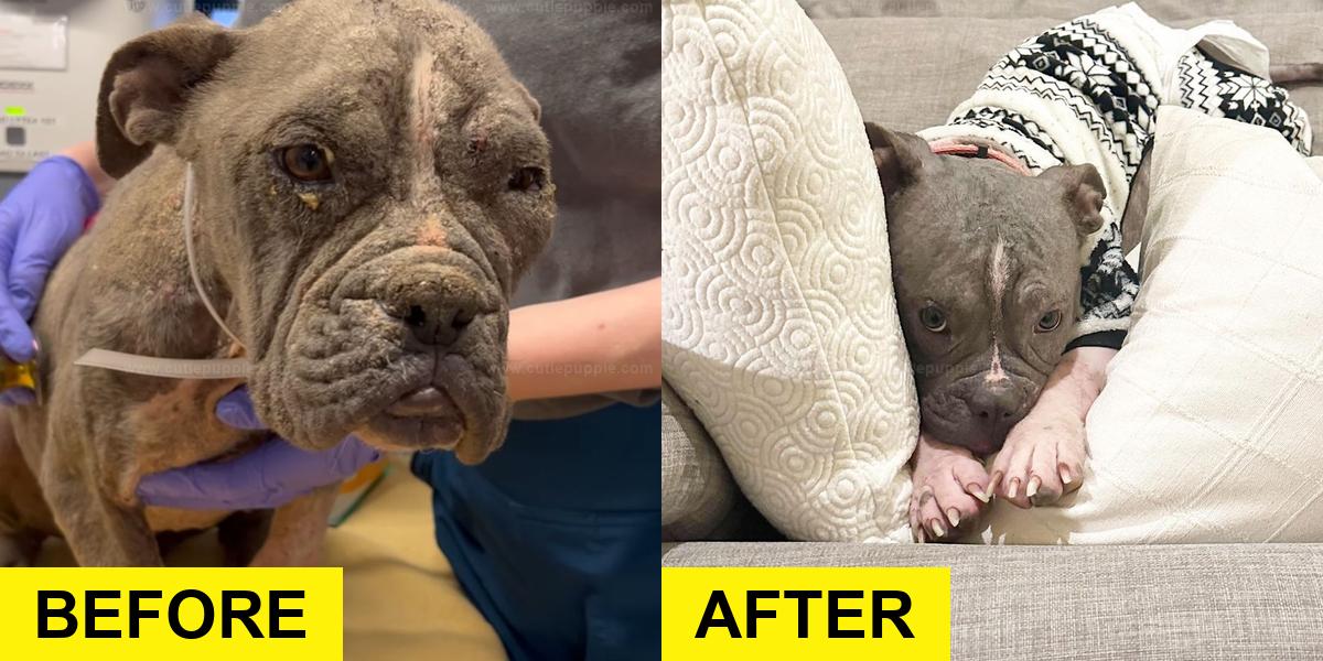 Neglected Pup Looks Renewed After Rescue