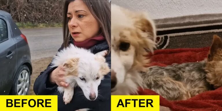 Stray Dog Battles Cold Until Rescuers Save Her