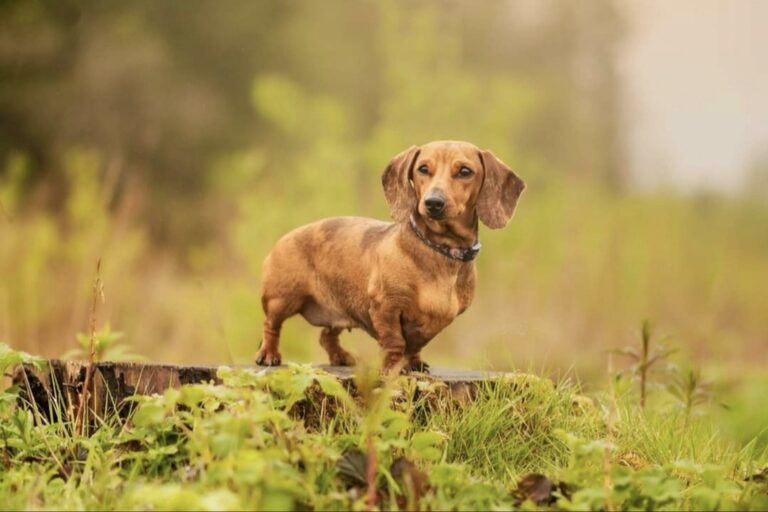 Top Dachshund Rescues in California