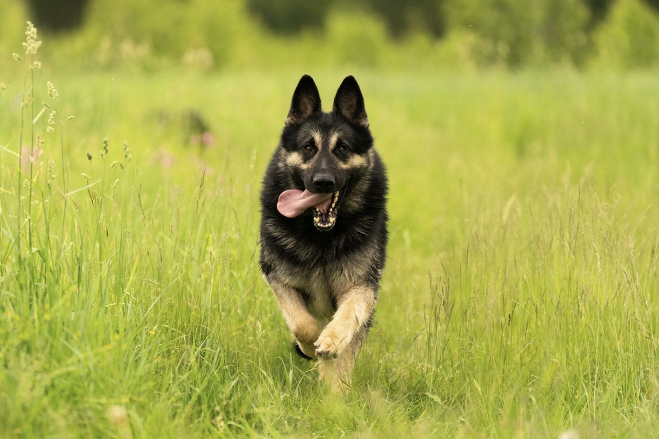 Best German Shepherd Rescue Centers in Ohio