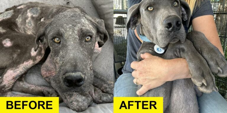 Malnourished Great Dane Rescued