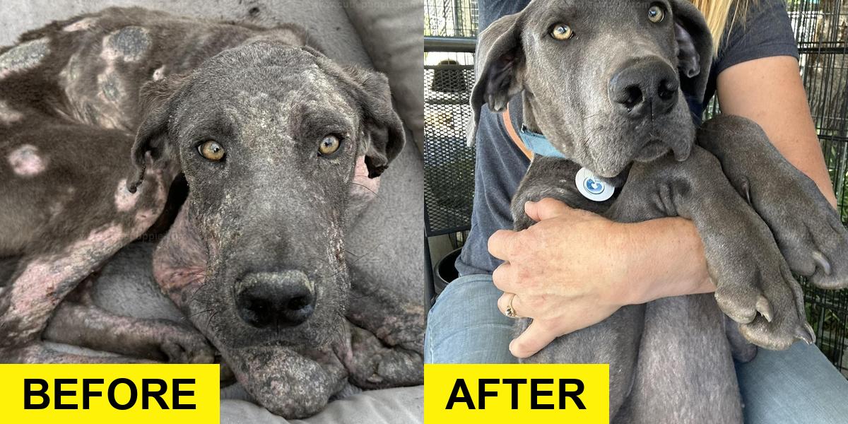 Malnourished Great Dane Rescued